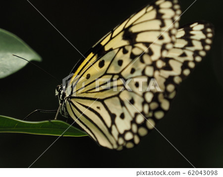 Ogomadara Ogomadara 62043098