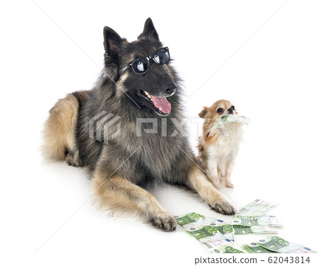 tervueren and chihuahua tervueren and chihuahua 62043814
