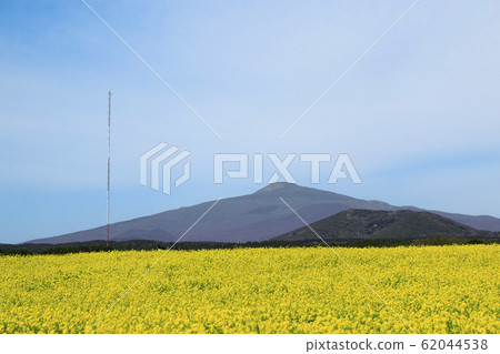 Rapeseed flower festival, rape flower, wind power generator, clean energy, spring flower, spring, flower Rapeseed flower festival, rape flower, wind power generator, clean energy, spring flower, spring, flower 62044538