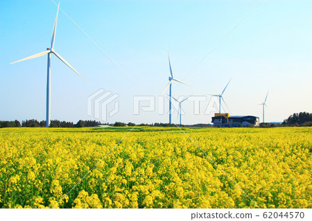 Rapeseed flower festival, rape flower, wind power generator, clean energy, spring flower, spring, flower 62044570