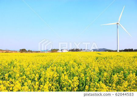 Rapeseed flower festival, rape flower, wind power generator, clean energy, spring flower, spring, flower Rapeseed flower festival, rape flower, wind power generator, clean energy, spring flower, spring, flower 62044583