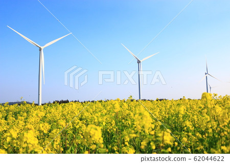 Rapeseed flower festival, rape flower, wind power generator, clean energy, spring flower, spring, flower 62044622