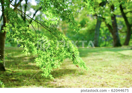 Blue maple in summer Blue maple in summer 62044675