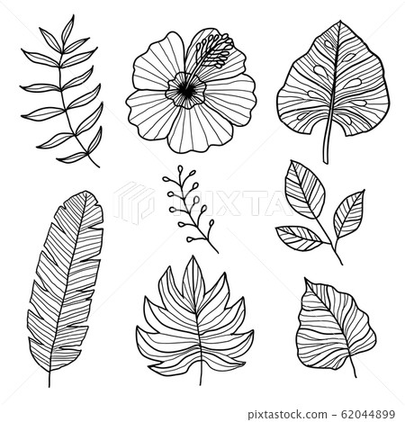 Set of botanical vector illustrations, Hand drawn Set of botanical vector illustrations, Hand drawn 62044899