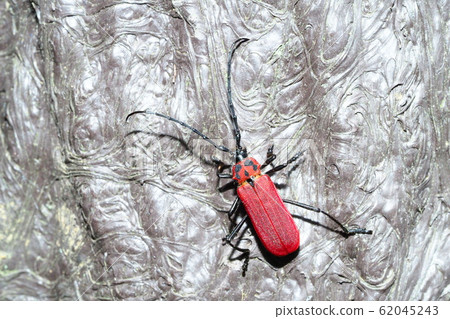 Benikamikiri 62045243