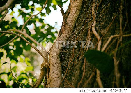 Tree ivy entangled with a tree trunk Tree ivy entangled with a tree trunk 62045451