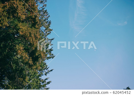 Winter cedar branches and leaves and blue sky Winter cedar branches and leaves and blue sky 62045452