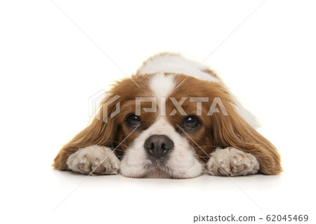 Adorable Cavalier King Charles Spaniel dog lying down Adorable Cavalier King Charles Spaniel dog lying down 62045469