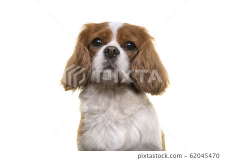 Portrait of a Cavalier King Charles Spaniel dog 62045470