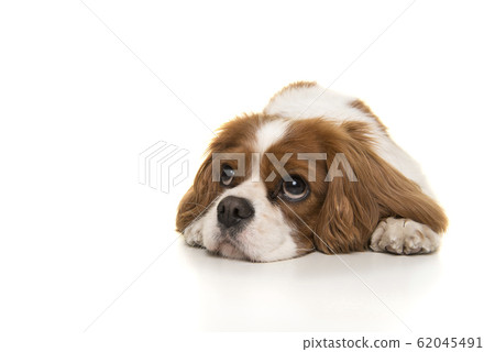 Adorable Cavalier King Charles Spaniel dog lying down Adorable Cavalier King Charles Spaniel dog lying down 62045491