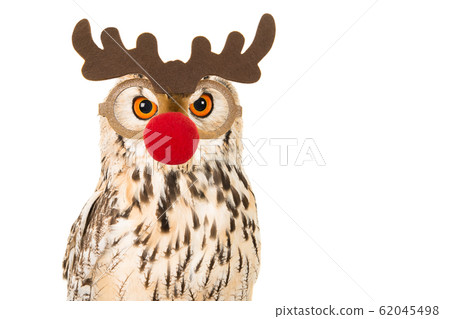 Portrait of an eagle owl with rudolf red nose mask Portrait of an eagle owl with rudolf red nose mask 62045498