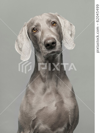 Portrait of a proud weimaraner dog on a grey background Portrait of a proud weimaraner dog on a grey background 62045499