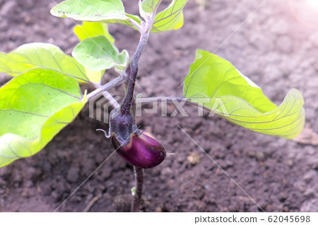 Baby eggplant growing on plant in garden or farm, closeup view. Baby eggplant growing on plant in garden or farm, closeup view. 62045698