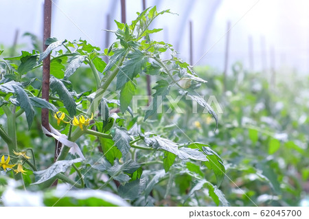 Flowers on tomato plants in greenhouse on farm agrobusiness and farming concept. Flowers on tomato plants in greenhouse on farm agrobusiness and farming concept. 62045700
