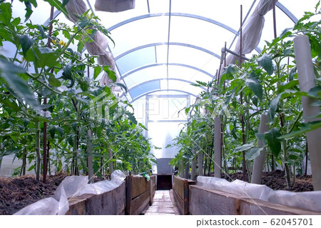 Green tomatoes plants growing in greenhouse, agriculture and farming concept. Green tomatoes plants growing in greenhouse, agriculture and farming concept. 62045701
