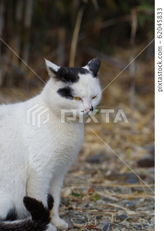 A glancing cat 62045833