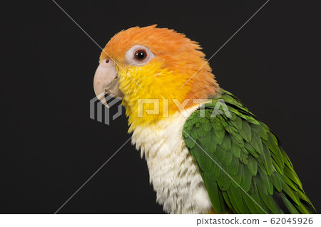 Portrait of a caique bird on a black background Portrait of a caique bird on a black background 62045926