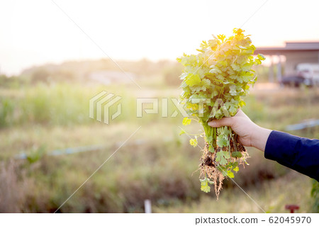 Fresh organic vegetable coriander or cilantro bunch in farm, harvest and agriculture Fresh organic vegetable coriander or cilantro bunch in farm, harvest and agriculture 62045970