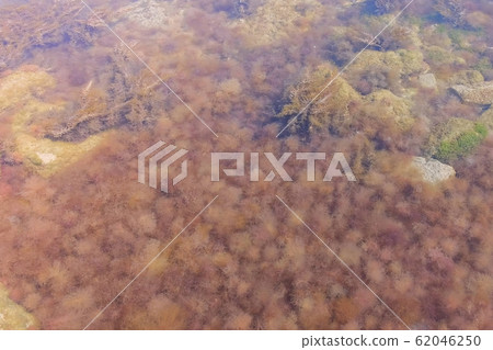 Background with light brown and green seaweed on sea bottom in transparent water. 62046250