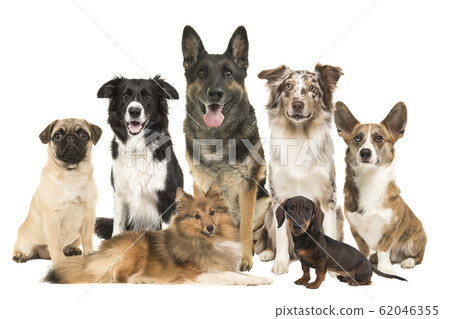 Large group of various breeds of dogs  62046355