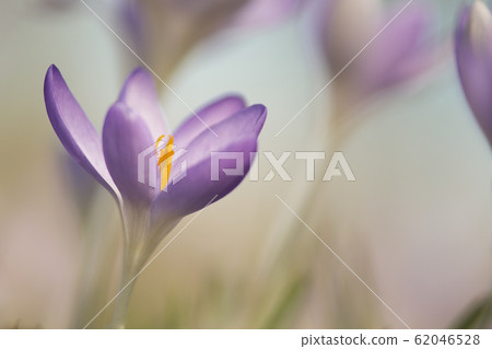Blooming purple crocus flowers in a soft focus  62046528