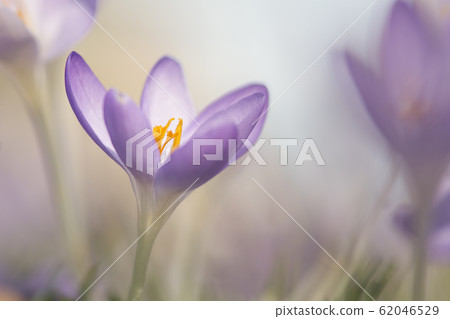 Blooming purple crocus flowers in a soft focus 62046529