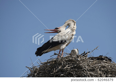 Rattling stork on its nest on a blue sky 62046879
