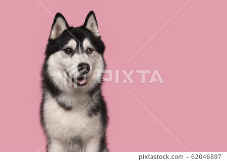 Portrait of a siberian husky glancing away on pink 62046897