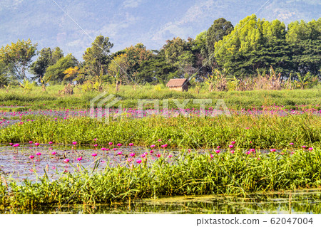 Lotus plantation on Inle Lake in Myanmar, former Lotus plantation on Inle Lake in Myanmar, former 62047004
