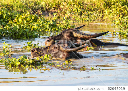 Southeast Asian Buffalo in the water. Seen in 62047019