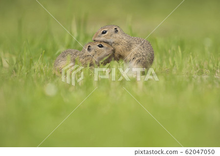 Two young european ground squirrels grooming Two young european ground squirrels grooming 62047050