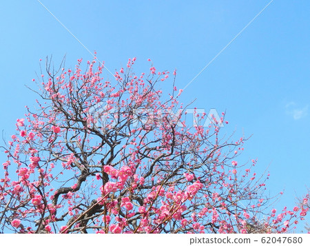 Plum blossom plum tree red plum Plum blossom plum tree red plum 62047680