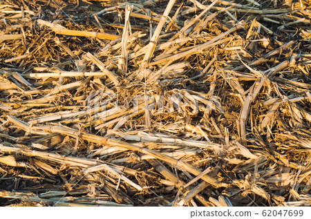 dried dry corn stalks lie on the floor. 62047699