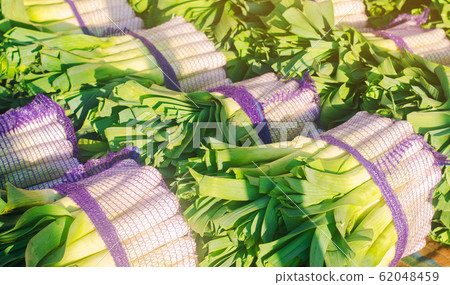Fresh leek in net bags ready for sale. Harvest. Harvesting. Agriculture and farming. Freshly picked. Agribusiness. Agro industry. Growing Organic Vegetables 62048459