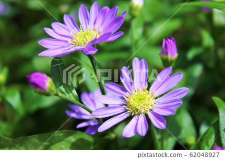 Forget-me-not flowers ~~~~~Gymnaster~~~~~~ Forget-me-not flowers ~~~~~Gymnaster~~~~~~ 62048927