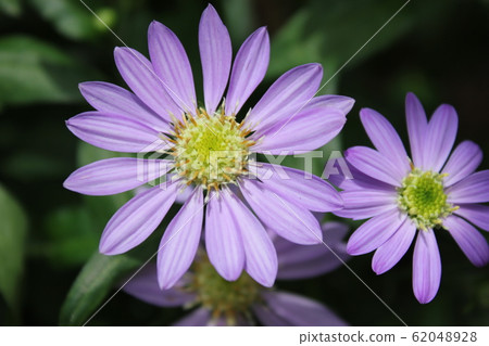 Forget-me-not flowers ~~~~~Gymnaster~~~~~~ 62048928