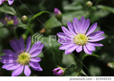 勿忘我花~~~~~ Gynaster ~~~~~~ 勿忘我花~~~~~ Gynaster ~~~~~~ 62048930