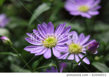 Forget-me-not flowers ~~~~~Gymnaster~~~~~~ Forget-me-not flowers ~~~~~Gymnaster~~~~~~ 62048931