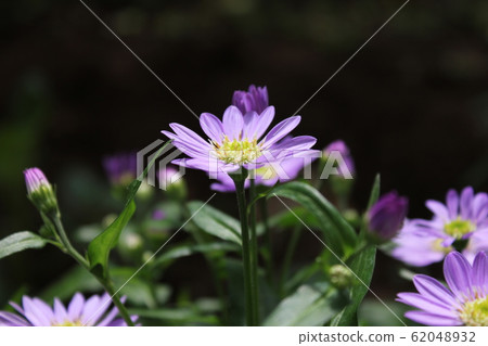 勿忘我花~~~~~ Gynaster ~~~~~~ 勿忘我花~~~~~ Gynaster ~~~~~~ 62048932