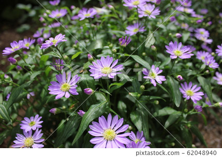 勿忘我花~~~~~ Gynaster ~~~~~~ 勿忘我花~~~~~ Gynaster ~~~~~~ 62048940