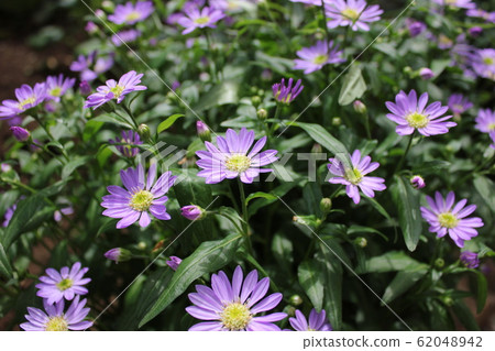 Forget-me-not flowers ~~~~~Gymnaster~~~~~~ Forget-me-not flowers ~~~~~Gymnaster~~~~~~ 62048942