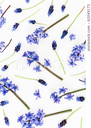 Blue spring flowers and petals on white background. Flat lay, top view. 62049173
