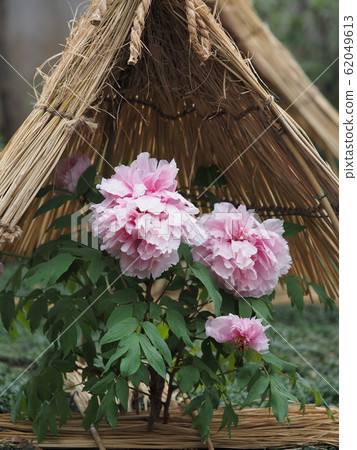 冬天牡丹 62049613