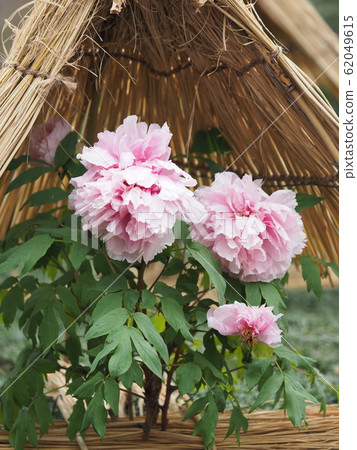 Winter Peony Winter Peony 62049615