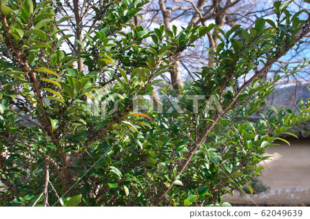 久崎水果 62049639