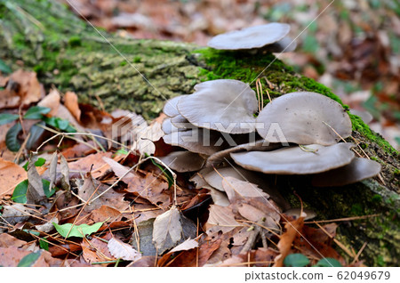 牡蠣蘑菇 62049679