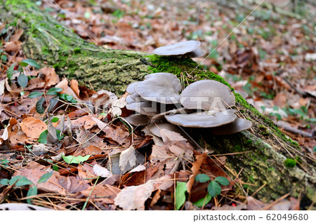 牡蠣蘑菇 62049680