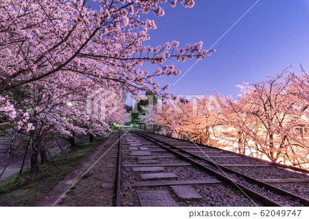 《Kyoto》 Cherry blossoms blooming in Keage Incline 62049747