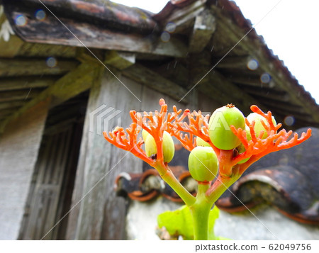 Coral Aburagiri (Okinawa, Yaeyama, Ishigaki Island plants) Coral Aburagiri (Okinawa, Yaeyama, Ishigaki Island plants) 62049756