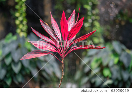 Beautiful red Ti plant on blurred green background. 62050029